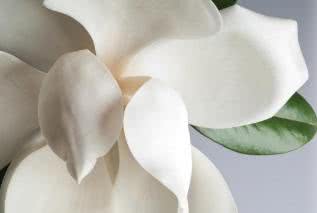 Magnolia kontra alzheimer i parkinson