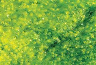 Algi: Chlorella, Spirulina i Ecklonia Cava pomagają leczyć choroby