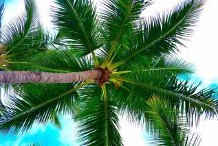 Sok palmowy - sposób na naturalne oczyszczenie organizmu 