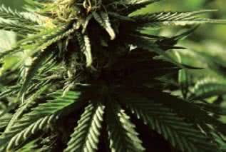 Marihuana: zioło święte czy wyklęte?