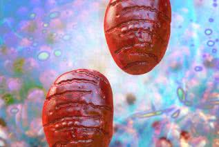 Mitochondrium - sprzymierzeniec w walce z chorobami