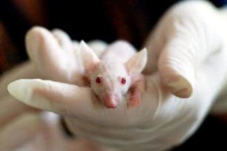 Czy badania na zwierzętach dają wiarygodne wyniki?