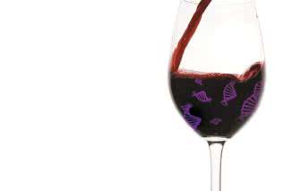 Wino lekarstwem na choroby metaboliczne?