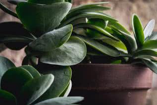 Rośliny oczyszczające powietrze - Top 7 roślin do łazienki, kuchni, dla palacza