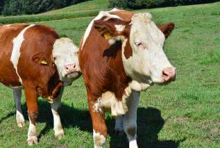Kancerogenne patogeny w krowim mleku i mięsie? 