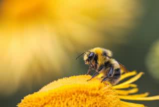 Jak pyłek pszczeli może ochronić przed COVID-19?