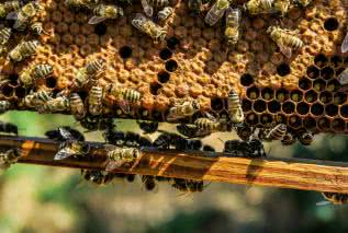Produkty pszczele chronią przed koronawirusem 