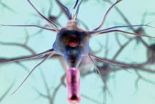 Regeneracja nerwów przy pomocy jelit - nowe odkrycia naukowe