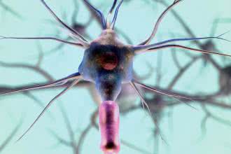 Regeneracja nerwów przy pomocy jelit - nowe odkrycia naukowe