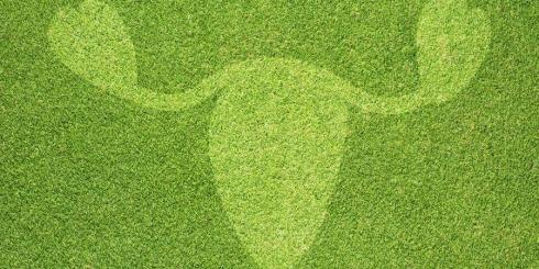 Zespół policystycznych jajników - leczenie naturalne. Zioła przy PCOS