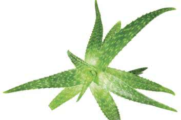 Zioła dobre dla skóry