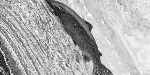 Astaksantyna, czyli tajemnica zdrowej i młodej skóry