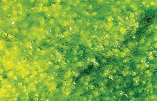 Algi: Chlorella, Spirulina i Ecklonia Cava pomagają leczyć choroby