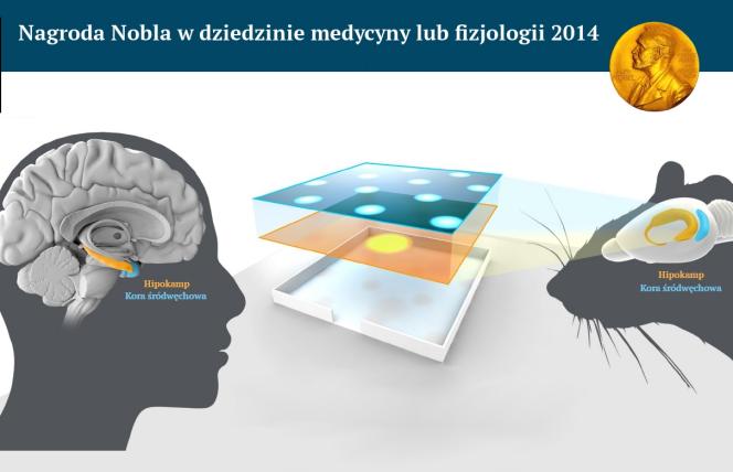 Nagroda Nobla 2014: Medycyna. Jak w mózgu powstaje mapa przestrzeni
