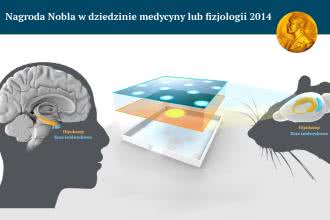 Nagroda Nobla 2014: Medycyna. Jak w mózgu powstaje mapa przestrzeni
