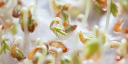 Jak hodować kiełki. Zalety kiełków samodzielnie wyhodowanych