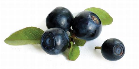 Telomeraza - recepta na długowieczność