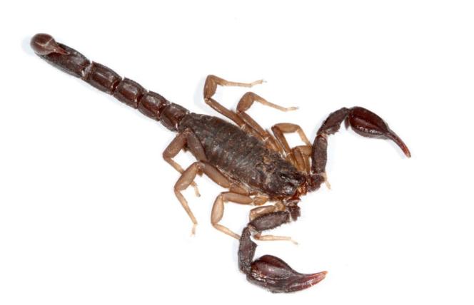 Pokonaj raka jadem skorpiona!