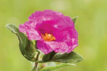 infekcjami dróg oddechowych