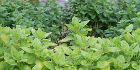 Naturalny antybiotyk - oregano