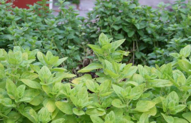 Naturalny antybiotyk - oregano