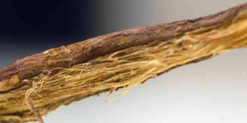 Lukrecja chroni przed promieniowaniem UV