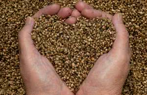 Wykluczenie glutenu z diety nie rozwiązuje problemów chorych na celiakię