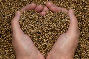 Wykorzystaj odżywczą moc nasion konopi