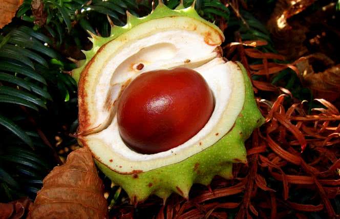 Kasztan - naturalny odpromiennik