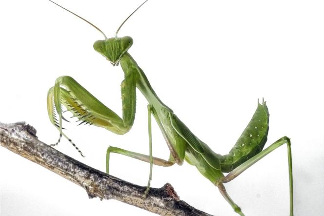 Polki - agresywne modliszki?