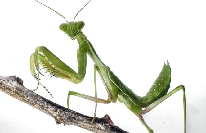 Polki - agresywne modliszki?