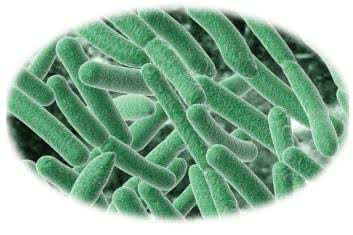 Jak chronić się przed pasożytami? 