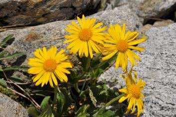 Naturalne wspomaganie