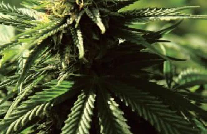 Marihuana: zioło święte czy wyklęte?