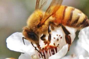 Apiterapia, czyli leki z pasieki