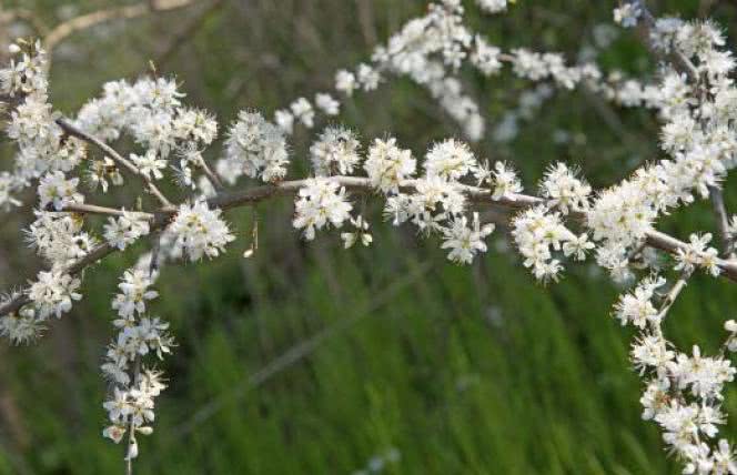 Śliwa tarnina zmniejsza ryzyko chorób serca