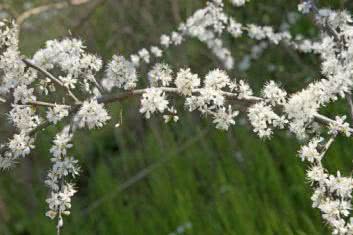 Śliwa tarnina (Prunus spinosa)