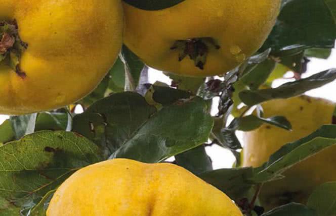 Pigwa obniża poziom glukozy we krwi