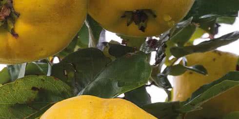 Pigwa obniża poziom glukozy we krwi