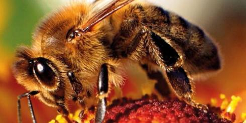 Pszczoły rozwiązaniem na odporność i nowotwory?