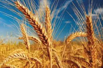 Gluten - chłopiec do bicia?