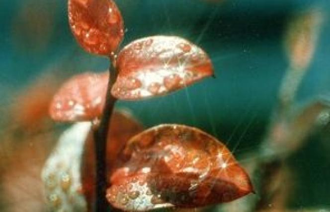 Nie tylko Candida. Problemy z jelitami