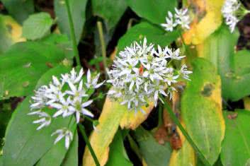 Czosnek niedźwiedzi