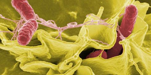 Pozbądź się bakterii z miodem manuka!