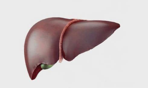 Wszystko o wątrobie