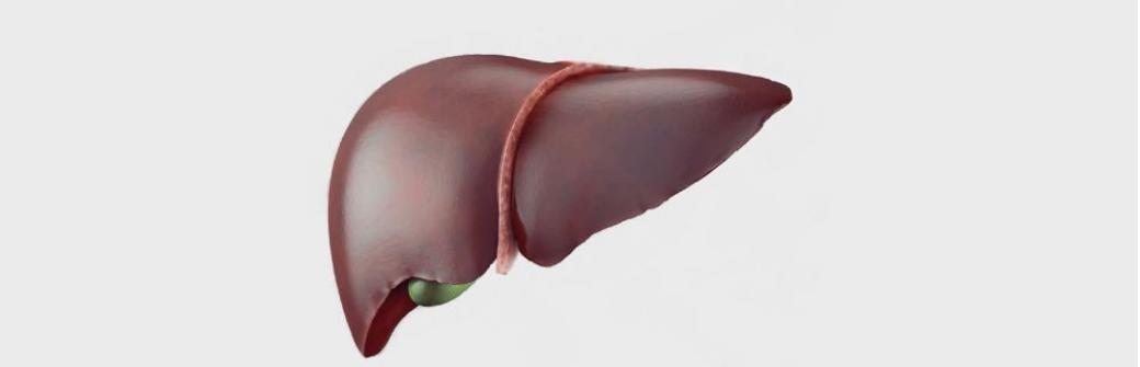 Wszystko o wątrobie