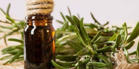 Rozmaryn - właściwości lecznicze, zastosowanie i występowanie