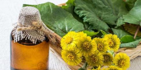 Podbiał pospolity - właściwości zdrowotne i zastosowanie