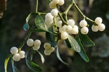 Rośliny dobre dla skóry