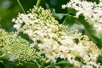 Redakcja Oczymlekarze.pl